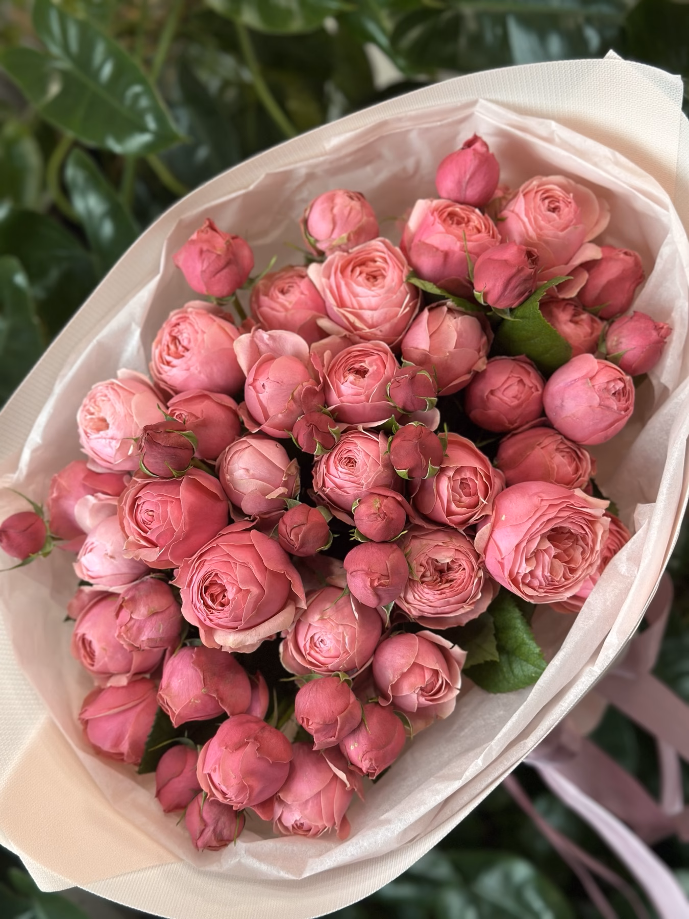 Букет з 15 гілок піоноподібних троянд "Silva Pink"