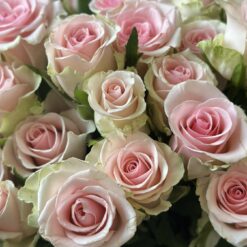 Букет з 19 або 29 рожевих троянд "Денсінг Квін" 45 см