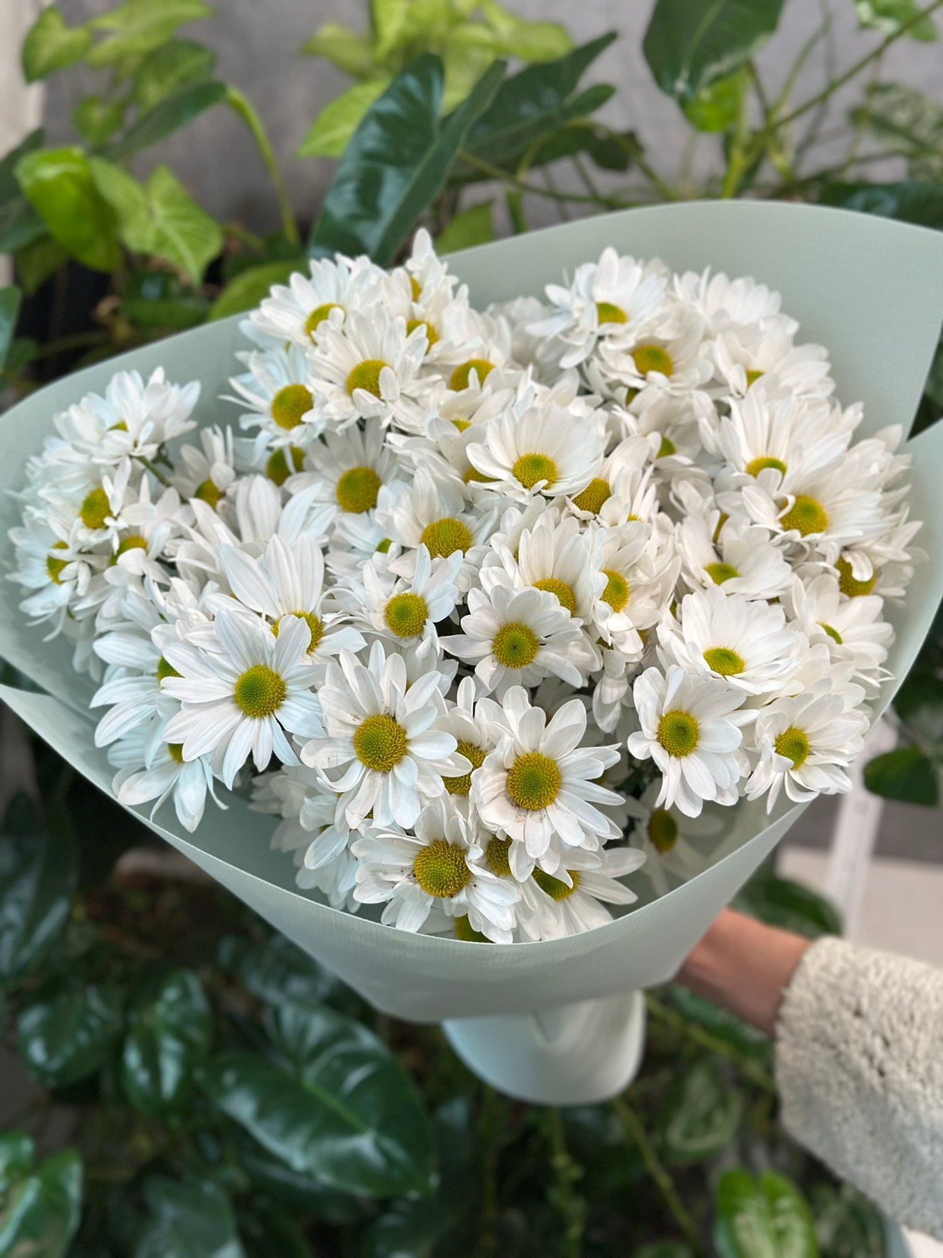 Букет з 9 гілок Хризантем Ромашок