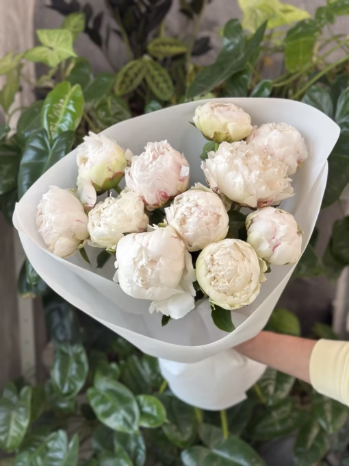Букет з 11 півоній "Bowl of Cream"
