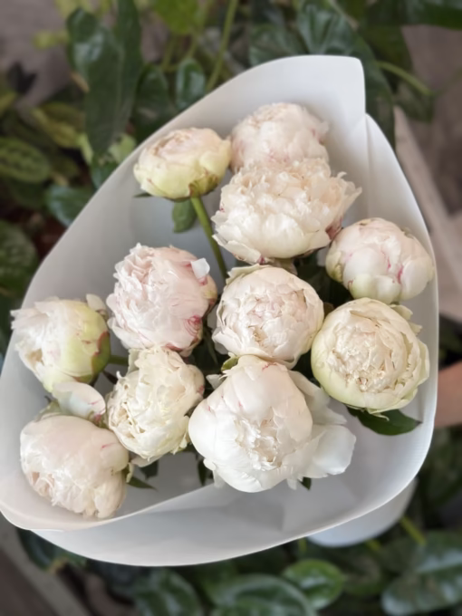 Букет з 11 півоній "Bowl of Cream"