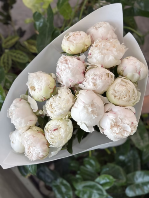 Букет з 15 півоній "Bowl of Cream"