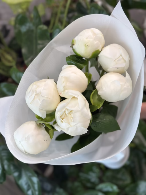 Букет з 7 Білих Півоній "Duchesse de Nemours"