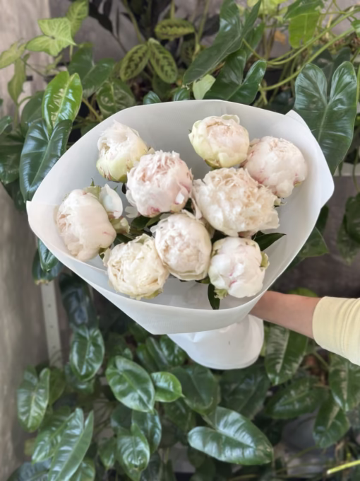 Букет з 9 півоній "Bowl of Cream"