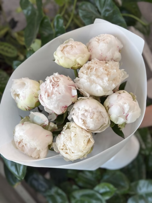 Букет з 9 півоній "Bowl of Cream"