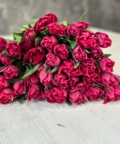 Букет з 25 малинових піоноподібних тюльпанів