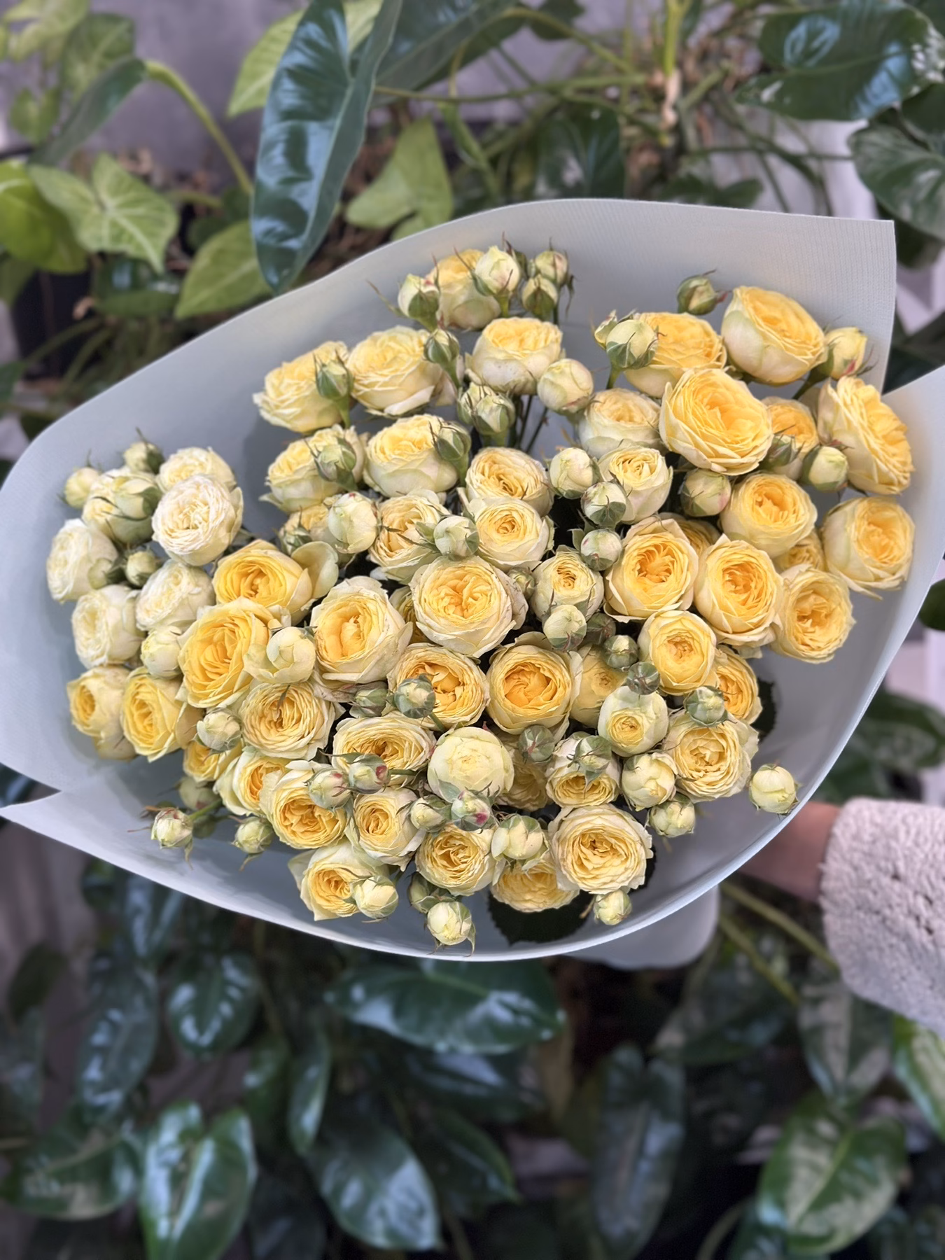 Букет 11 гілок кущових троянд "Lemon Trendsetter"