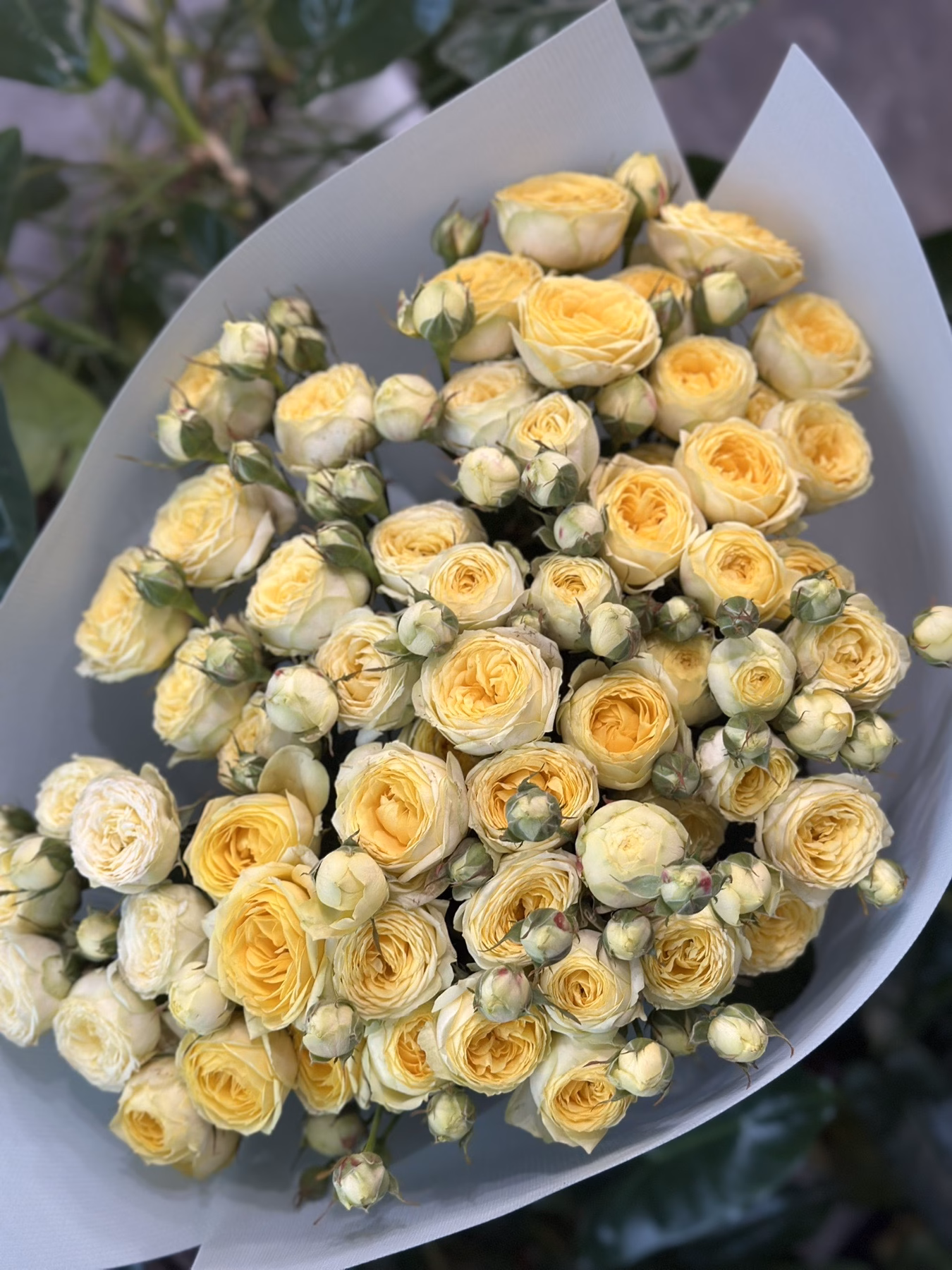 Букет 11 гілок кущових троянд "Lemon Trendsetter"