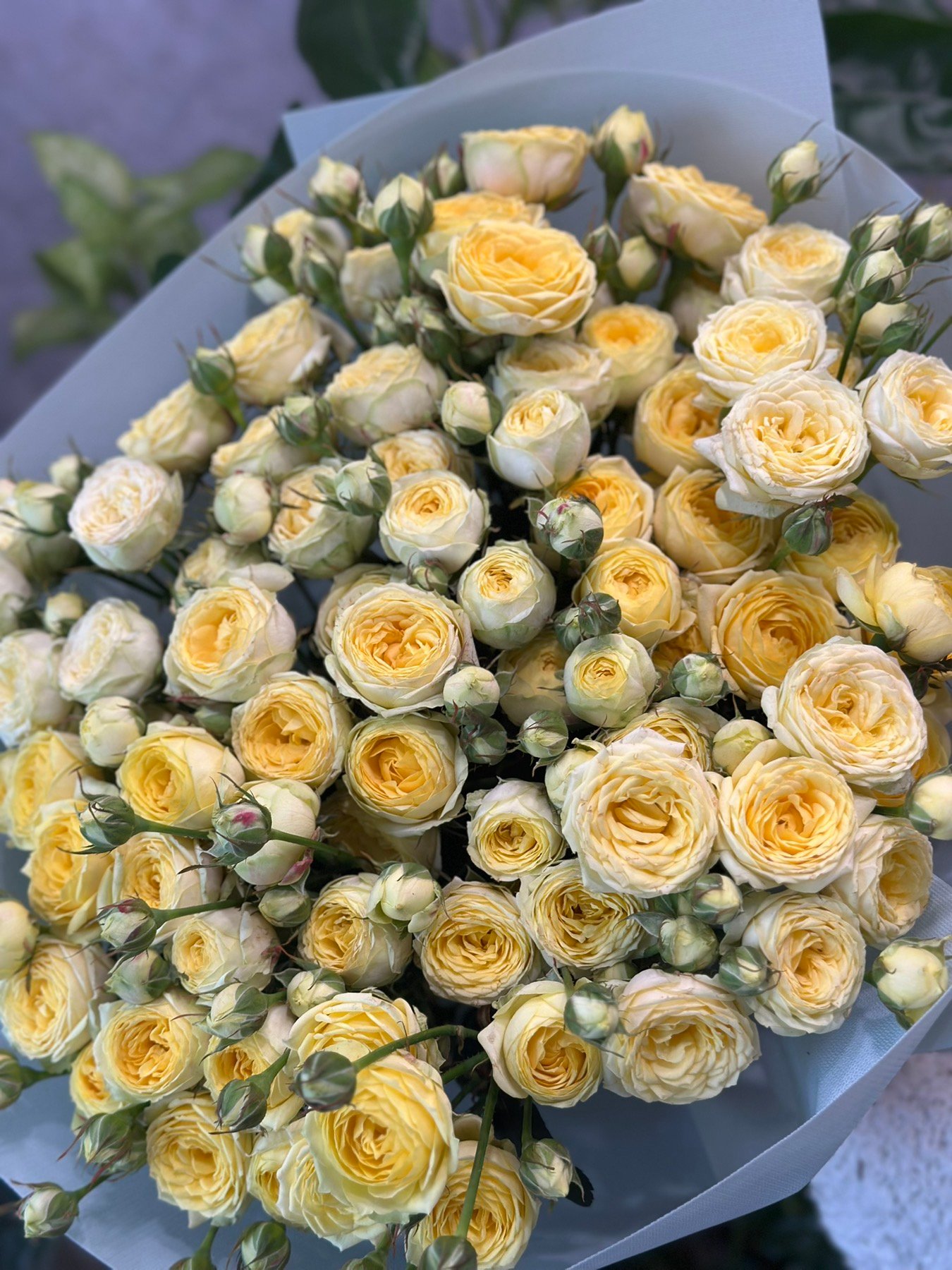 Букет 15 або 25 гілок кущових троянд "Lemon Trendsetter"