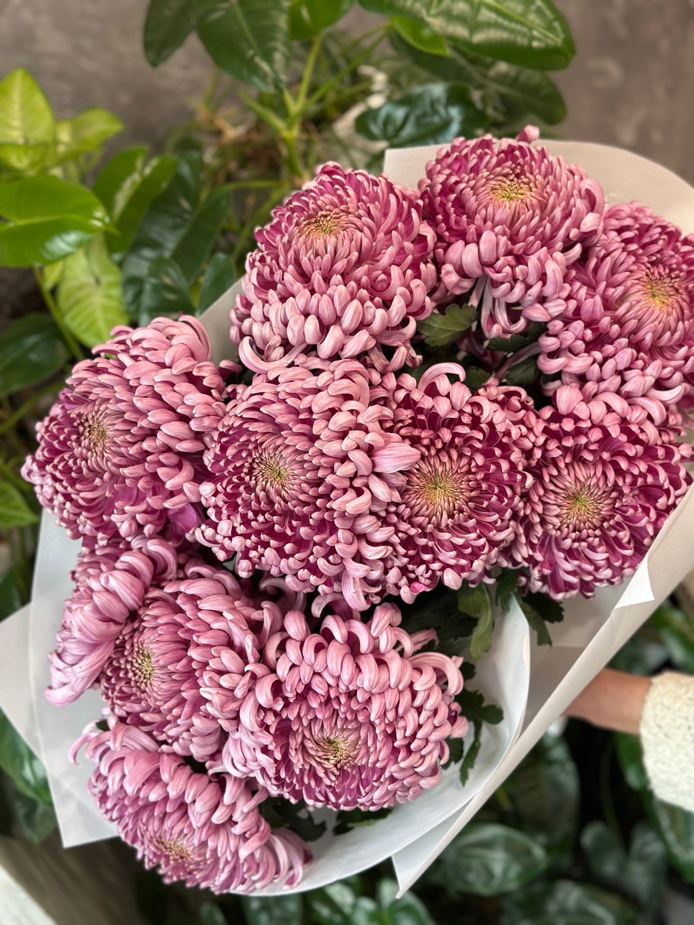 “Big Size”Букет з 11 рожевих хризантем “Viena”