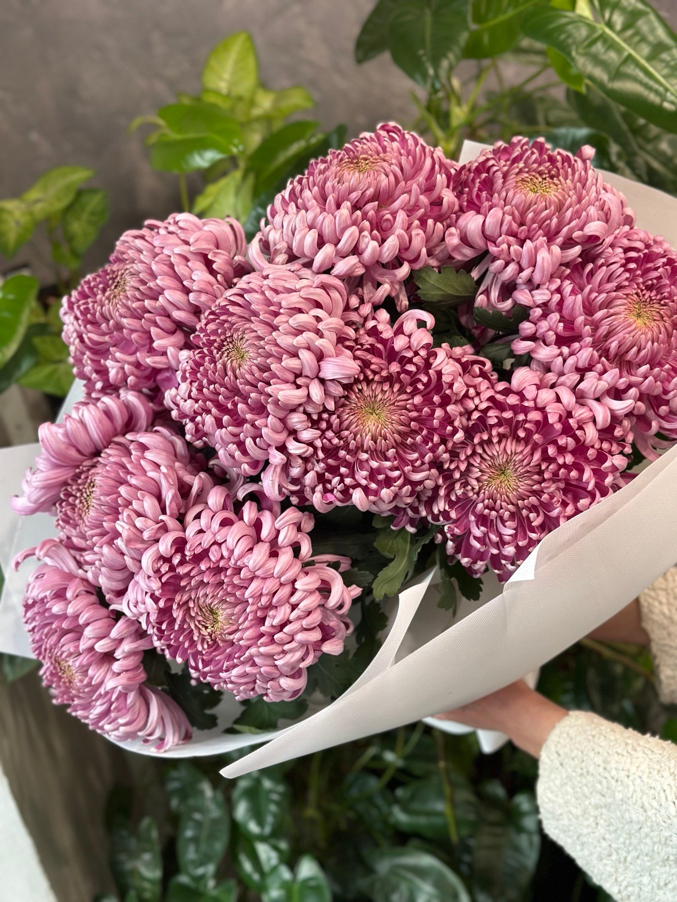 “Big Size”Букет з 11 рожевих хризантем “Viena”