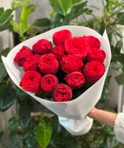 “Exclusive” Букет з 15 або 21 піоноподібних троянд "Red Piano"