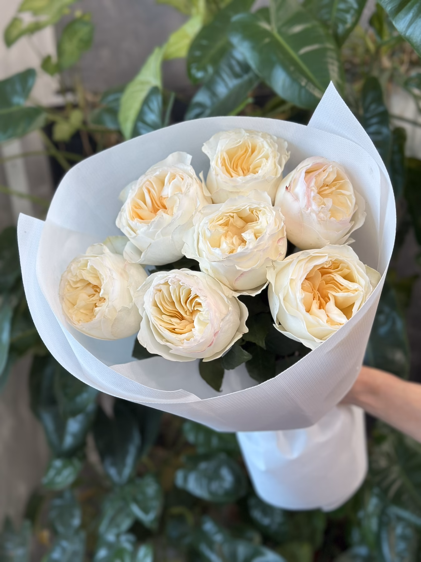 “Exclusive” Букет з 7 піоноподібних троянд "Avrora Garden"