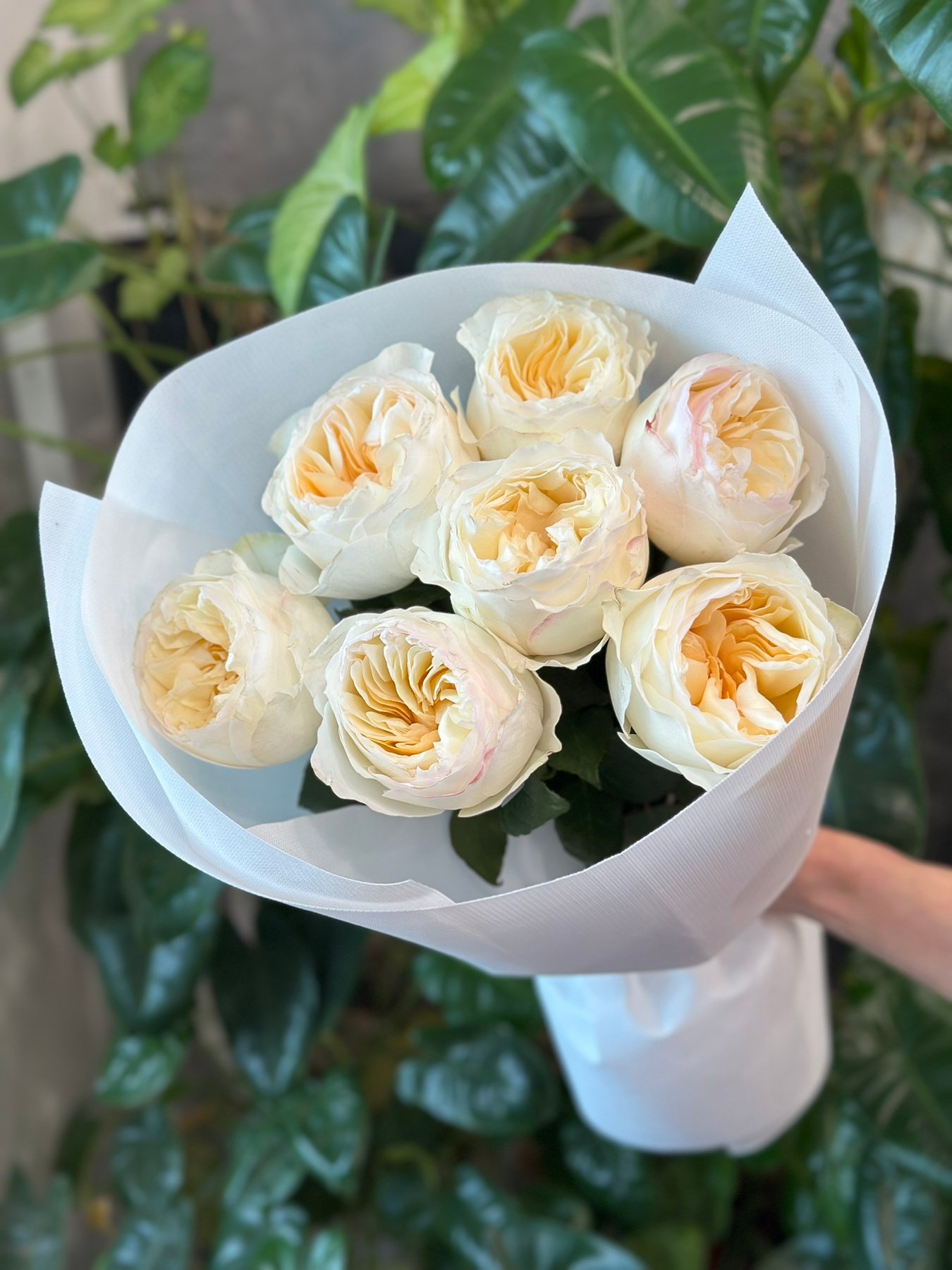 “Exclusive” Букет з 7 піоноподібних троянд "Avrora Garden"