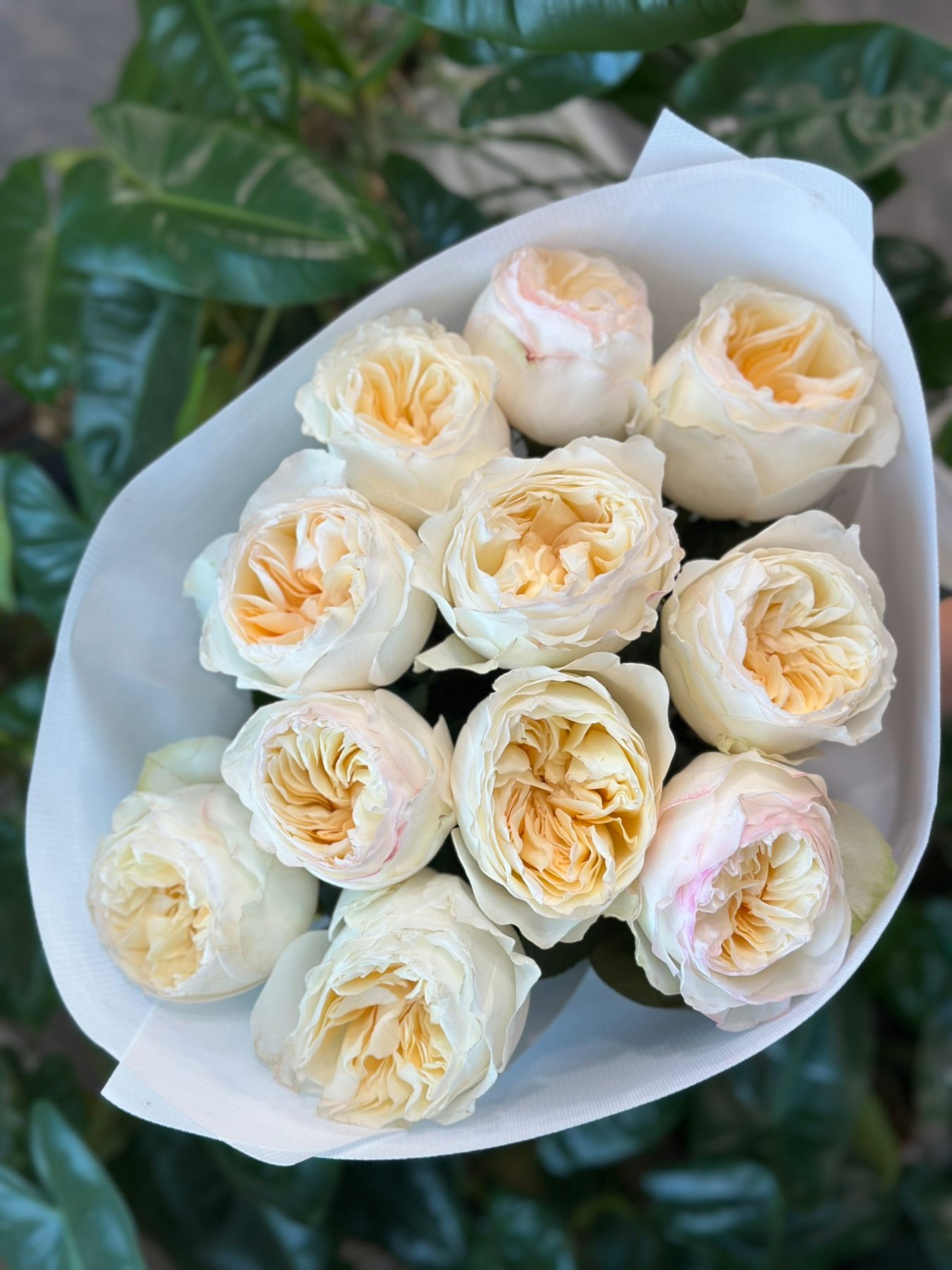 “Exclusive” Букет з 11 піоноподібних троянд "Avrora Garden"