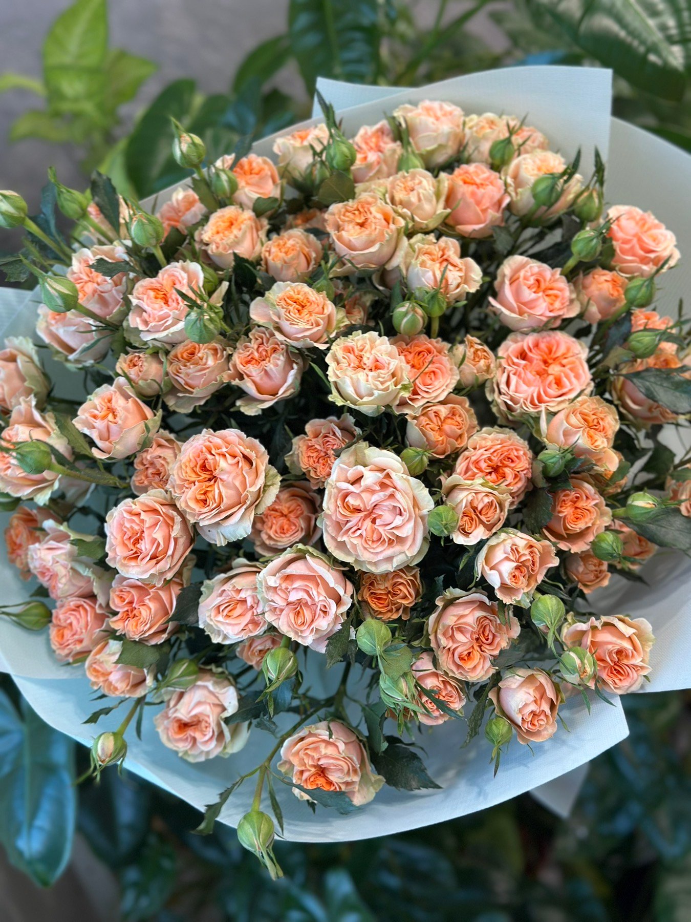 Букет з 15 гілок піоноподібних кущових троянд «Aureus»