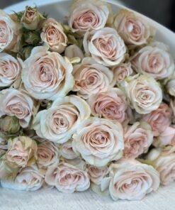 Букет з 15 гілок кремових кущових троянд «B.S Volans»