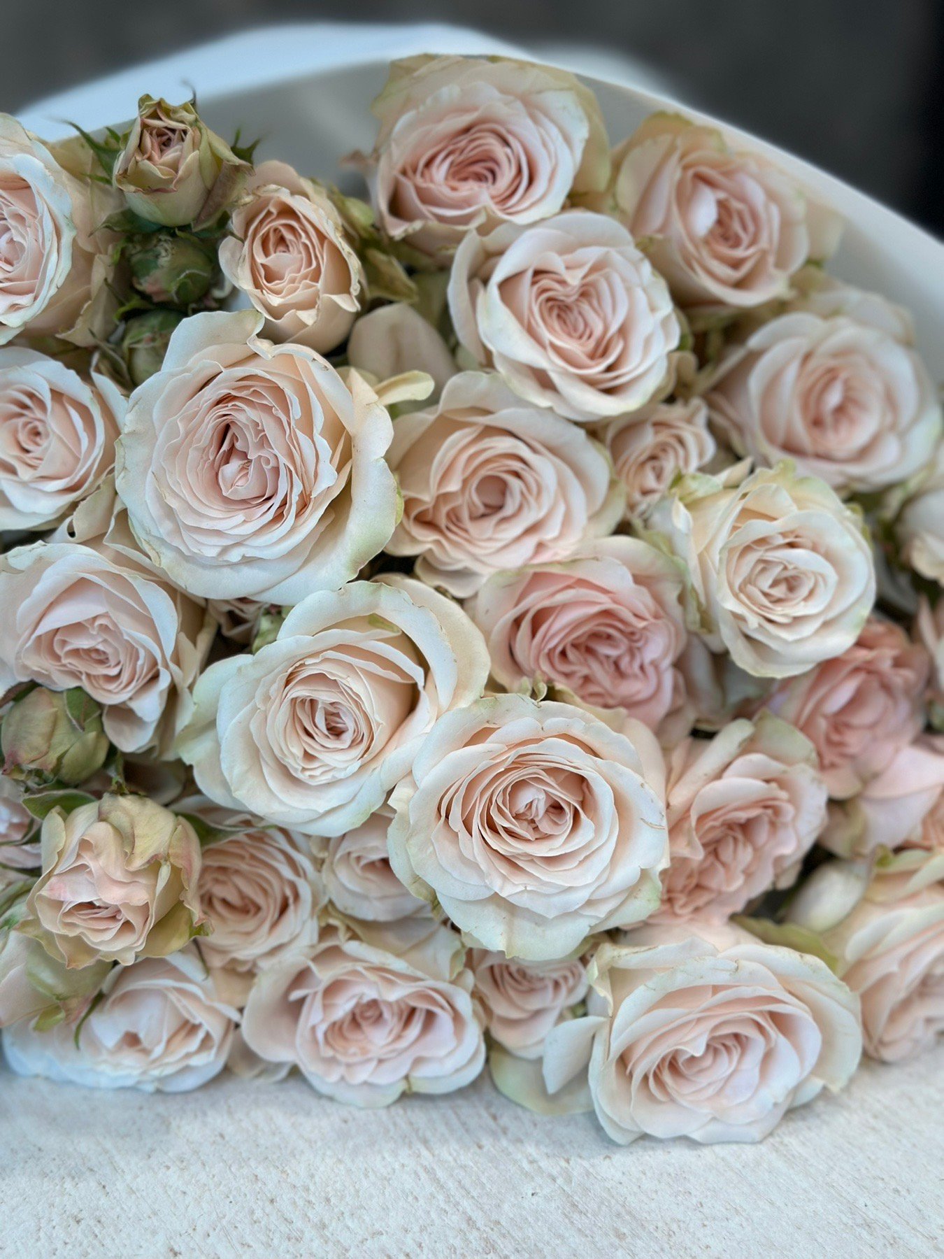 Букет з 15 гілок кремових кущових троянд «B.S Volans»