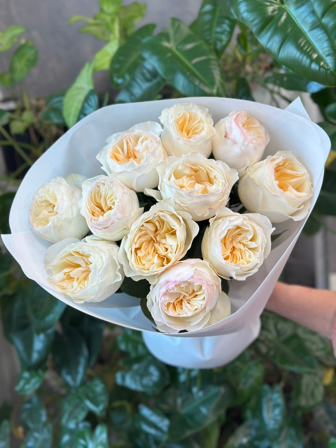 “Exclusive” Букет з 11 піоноподібних троянд "Avrora Garden"