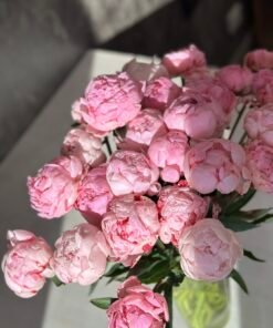 Півонія "Sarah Bernhard" Кременчук