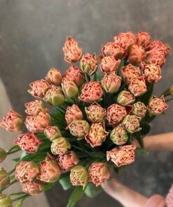 Букет з піоноподібних тюльпанів “Quinty Trustfull”