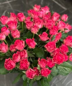 Букет з 51 малинових троянд "Roseberry" 70 см