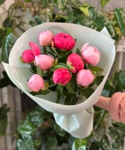 Мікс Півоній Coral Charm та Salmon 9/11 шт