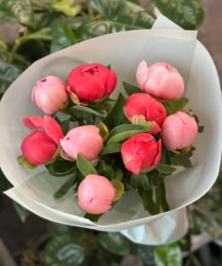 Мікс Півоній Coral Charm та Salmon 9/11 шт