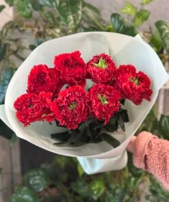 Букет 7 піоноподібних троянд "Red Monster" Еквадор 60 см