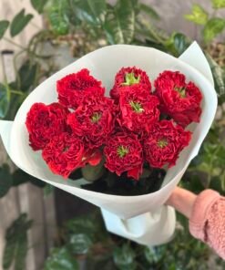 Букет 9 піоноподібних троянд "Red Monster" Еквадор 60 см