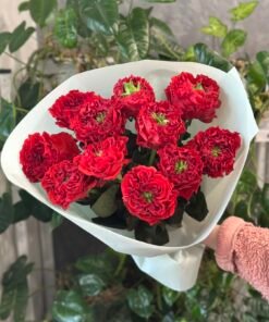 Букет з 11 піоноподібних троянд "Red Monster" Еквадор 60 см