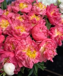 Букет з 15 або 25 півоній "Pink Hawai"