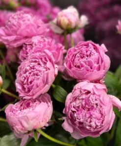 Букет з 9 або 15 півоній "Marguerite Gerard"