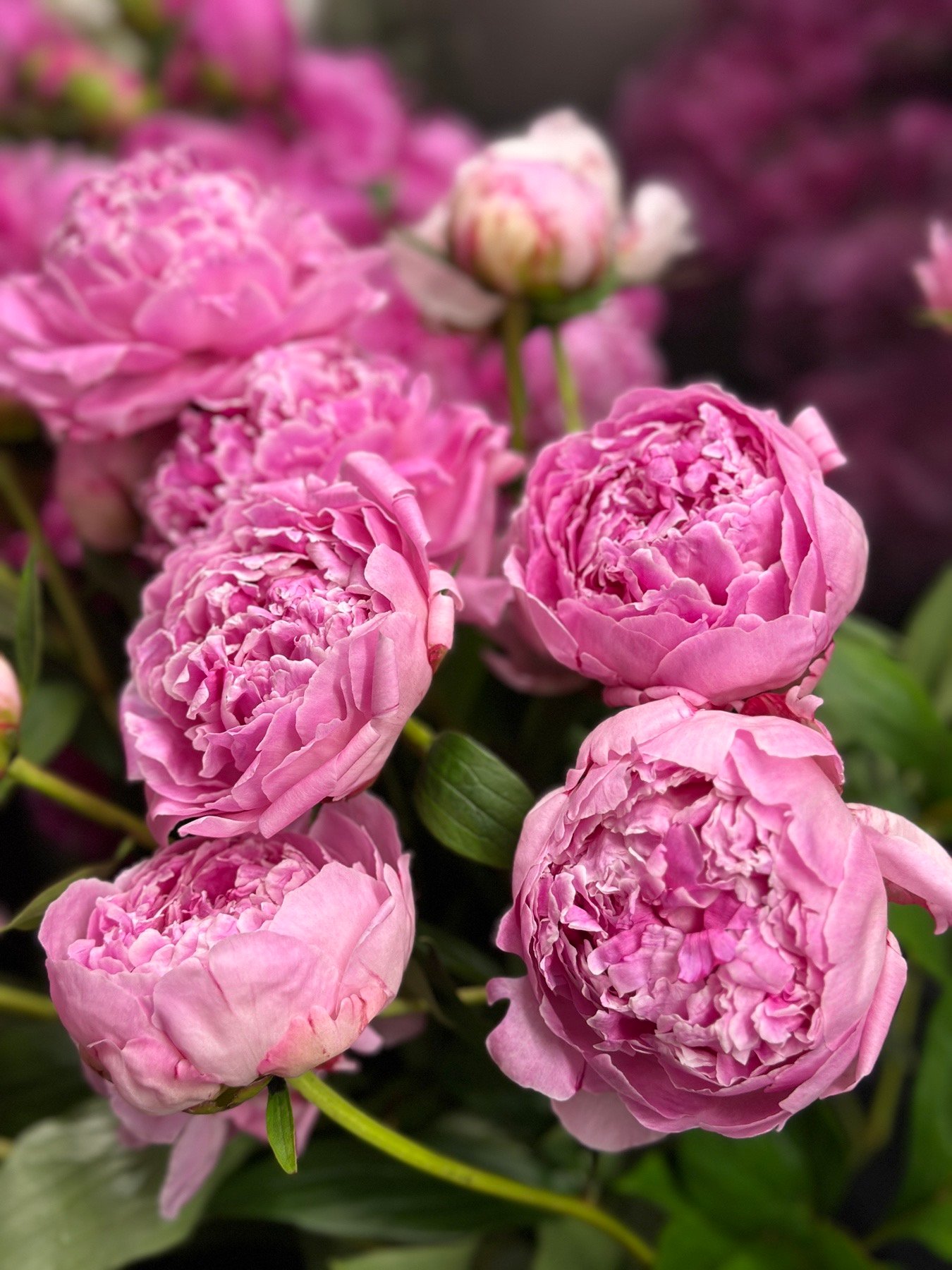 Букет з 9 або 15 півоній "Marguerite Gerard"